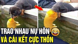 Tổng Hợp Những 'CHÚA HỀ ĐỘNG VẬT' Khiến Người Xem Không Nhịn Nổi Cười | Trùm Tin Hài