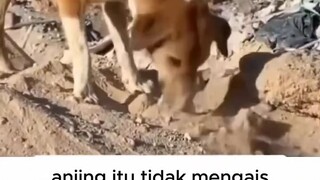 anjing pun jauh lebih mulia daripada z  io ni  s