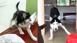 Testing Dog or Cat Intelligence with Clear Tape - Funny Dogs and Cats Reaction to Clear Tape