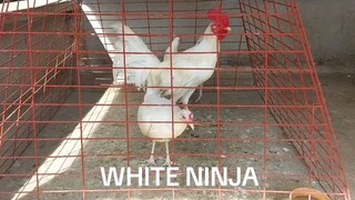 WHITE NINJA FROM DOC. RONY GONZALES