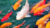 7 Jenis Ikan hias air tawar yang cocok untuk kolam taman rumah