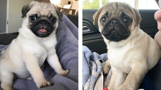 💖 Cutest Pug Puppies Make You Feel Completely At Ease While Watching 🐶 | Cute Puppies
