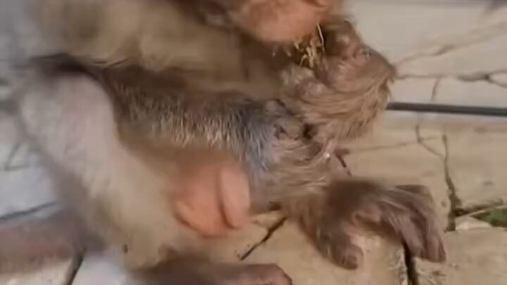 Baby monkey