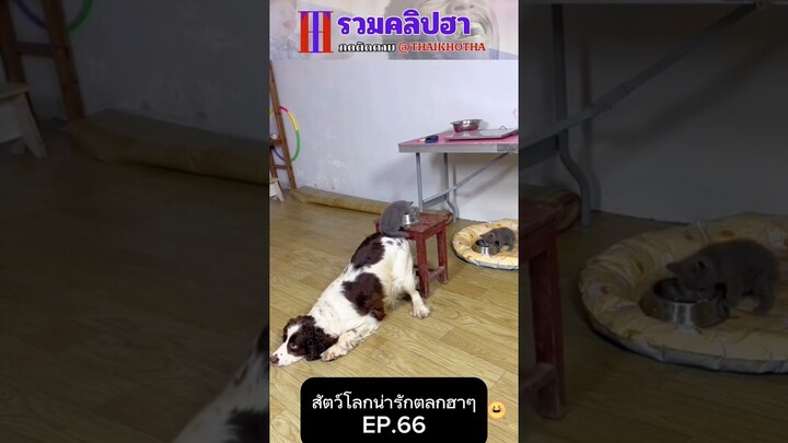 รวมคลิปตลกฮาๆ EP.176 #สัตว์เลี้ยง  #ตลก #shorts #tiktok #funny #สัตว์โลกน่ารัก #แกล้ง #สัตว์ตลก