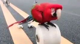 Smart parrot