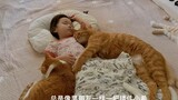 又是大橘猫带领6只猫咪陪宝宝睡觉的一天
