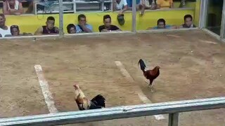 mayahin vs talisay