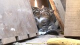 Winter is coming! Kitten brothers find a place in the sun to keep each other warm