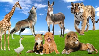 Funny Animal Sounds: Donkey, Goose, Dog, Cat, Tiger, Giraffe, Lion,... | Cute Animal Moments