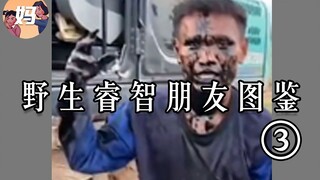 【野生人类图鉴】我与我的睿智朋友前传——睿智少年【妈见打】