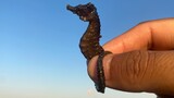 [Aniamls][Vlog]I found a seahorse when I went beachcombing