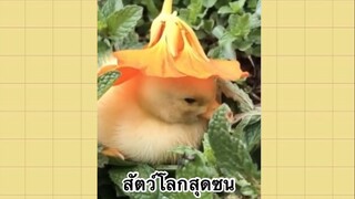 เพื่อนตัวน้อย สัตว์เลี้ยงแสนซน : สัตว์โลกสุดซน