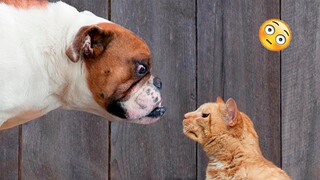 Funny Dogs And Cats Videos 2023 😅 - Best Funniest Animal Videos Of The Month #9