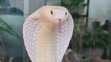 [Albino King Cobra] Hisssssssss