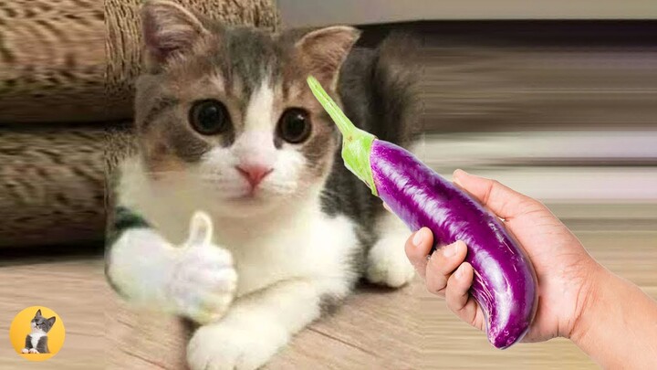 Cats Scared Of Vegetable - Eggplant Funny Videos 🤣😹