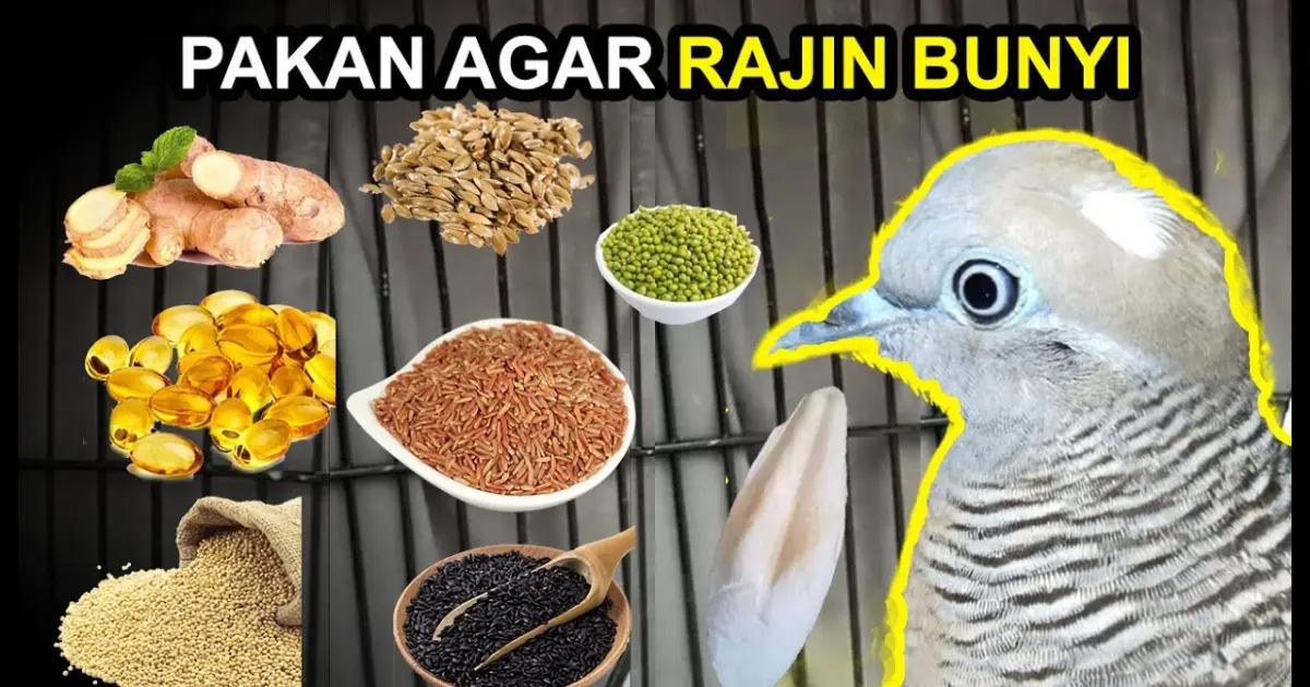 15 Makanan BURUNG PERKUTUT Agar Rajin BUNYI dan Cepat GACOR - Bstation