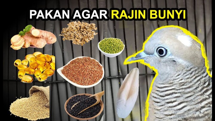 15 Makanan BURUNG  PERKUTUT Agar Rajin BUNYI dan Cepat GACOR