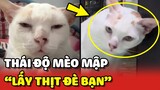 Thái độ Mèo Mập khi bị bắt quả tang chơi trò LẤY THỊT ĐÈ BẠN 😂 | Yêu Lu