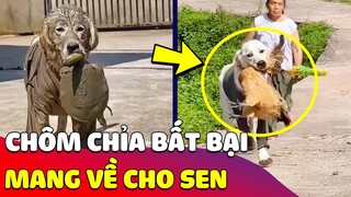 Chiếc chó nhà trồng với biệt tài 'CHÔM CHỈA' mang cả thế giới về cho Sen 😅 Gâu Đần