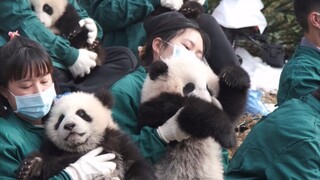 Dalam semua adegan yang meriah, selalu ada satu panda yang menonjol dari kerumunan.