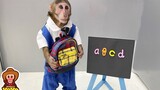 [Animals]Clever monkey goes to school to learn English