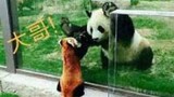 同样是熊猫，待遇咋那么大呢！