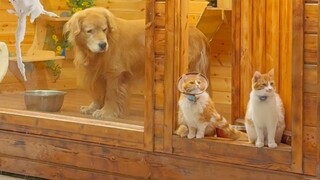 Tóm tắt cuối năm 2023 của Cat Yard~