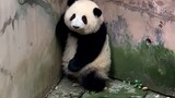 【Panda】Huahua is blocked by me, get a bag!