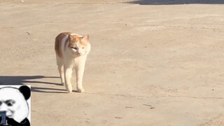 Datang dan lihatlah, Anda akan menemukan seekor kucing yang tidak bisa berjalan. Lucu sekali.