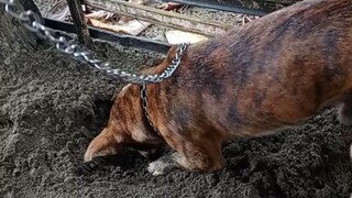 first digging at the beach😂