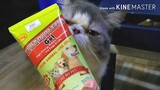 Nutriblend Gel | Effective vitamins for CATS and Dogs