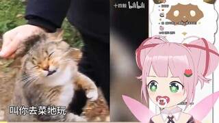 日本妖精看《过年回老家的猫猫都在干什么呢？》