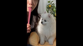 Jika Anda berpura-pura tidak punya lidah di depan anak anjing...