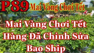 Mai vàng chơi tết p89 | 0905353796 C Đào | Mai Chơi tết 2022 | mai vàng đã chỉnh sửa chơi tết