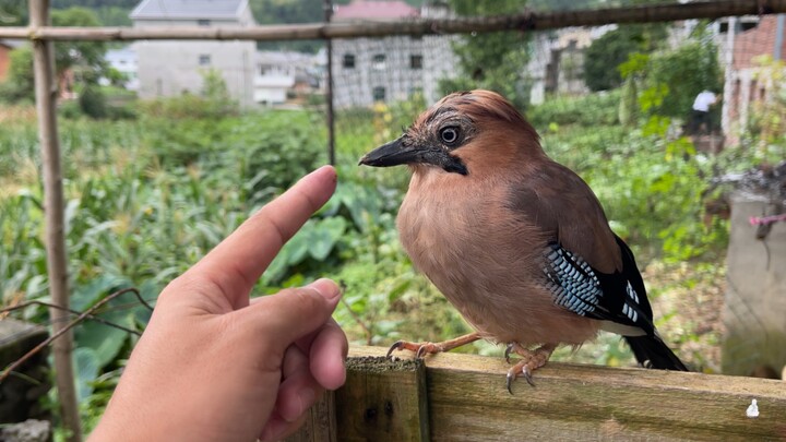 [Animals]The little bird eats a grasshopper for lunch