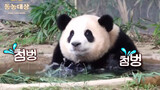 [Hewan]Momen lucu dan imut panda Fu Bao