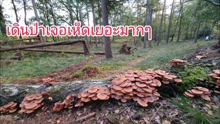 พาเดินป่าแต่เจอแจคพ๊อตเห็ดขอนสนเต็มไปหมด