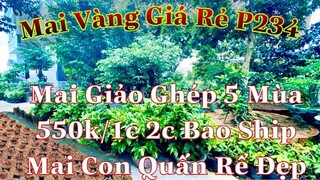 🔴Hết Hàng🔴 Mai vàng giá rẻ p234 | Mai Giảo Thủ Đức Ghép 5 Mùa Giá 550k - Mai Con Ương Hạt