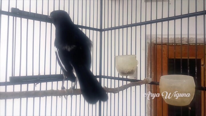 SUARA TANPA JEDAH KACER INI BIKIN KACER LAWAN EMOSI | MASTERAN KACER BAKALAN
