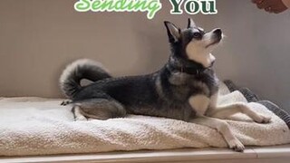 What messages is you dog sending you? LearnOnTikTok dogbehavior dogs (IG lifewithkleekai link in bio)