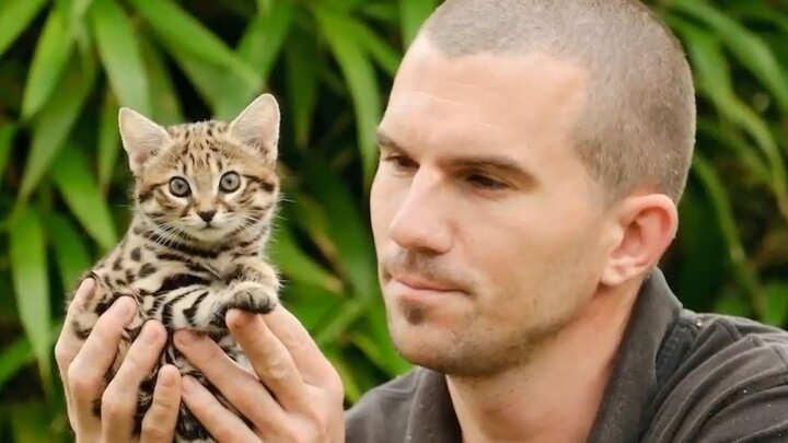 One of the smallest cats in the world can defeat a giraffe? Banned globally for being too cruel