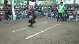 First Fight🐓 2CockDerby/Using SBR STAG // STRAIGHT COMB LAKAS.