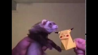 Trippy Ferret Dancing with Pikachu