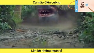 Cá mập điên cuồng