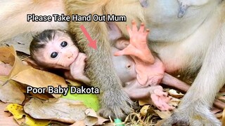 Poor Baby Monkey Dakota Was Locked By Hand Mum, Duchess Monkey No Motive To Do Like This On Her Baby