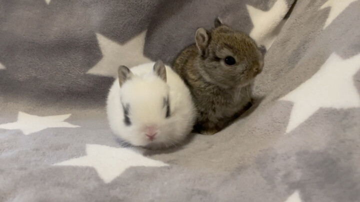 [Động vật] Chú thỏ con hai tuần tuổi siêu dễ thương