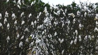 White Cockatiel's Invade.Australian City