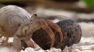 Crabs Trade Shells in the Strangest Way