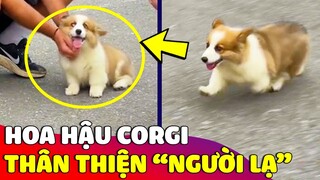 Cưng xỉu trước độ 'THÂN THIỆN' của hoa hậu Corgi khiến ai cũng phải xuýt xoa | Gâu Đần