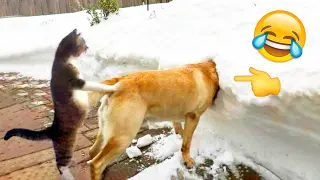 Best Funny Animal Videos 2022 😂 - Funniest Cats And Dogs Videos 😇🐹